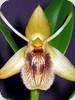 Coelogyne fimbriata